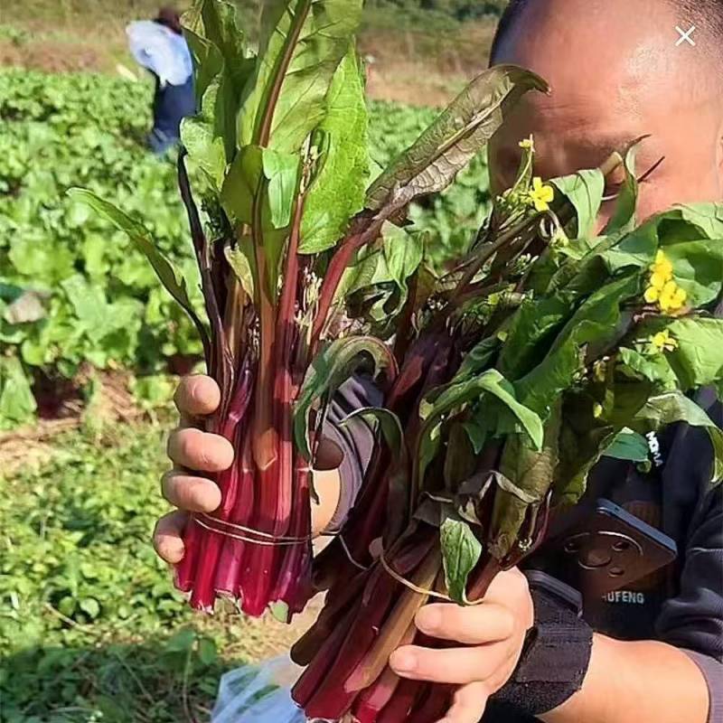 【推荐】本地红菜苔供应市场商超电商一手货源量大从优