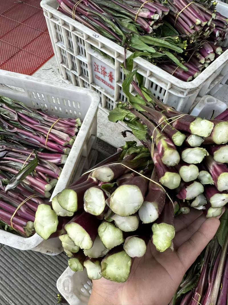 【推荐】本地红菜苔供应市场商超电商一手货源量大从优
