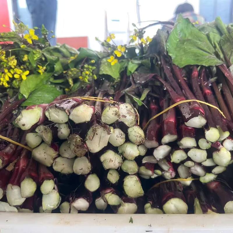 【推荐】本地红菜苔供应市场商超电商一手货源量大从优