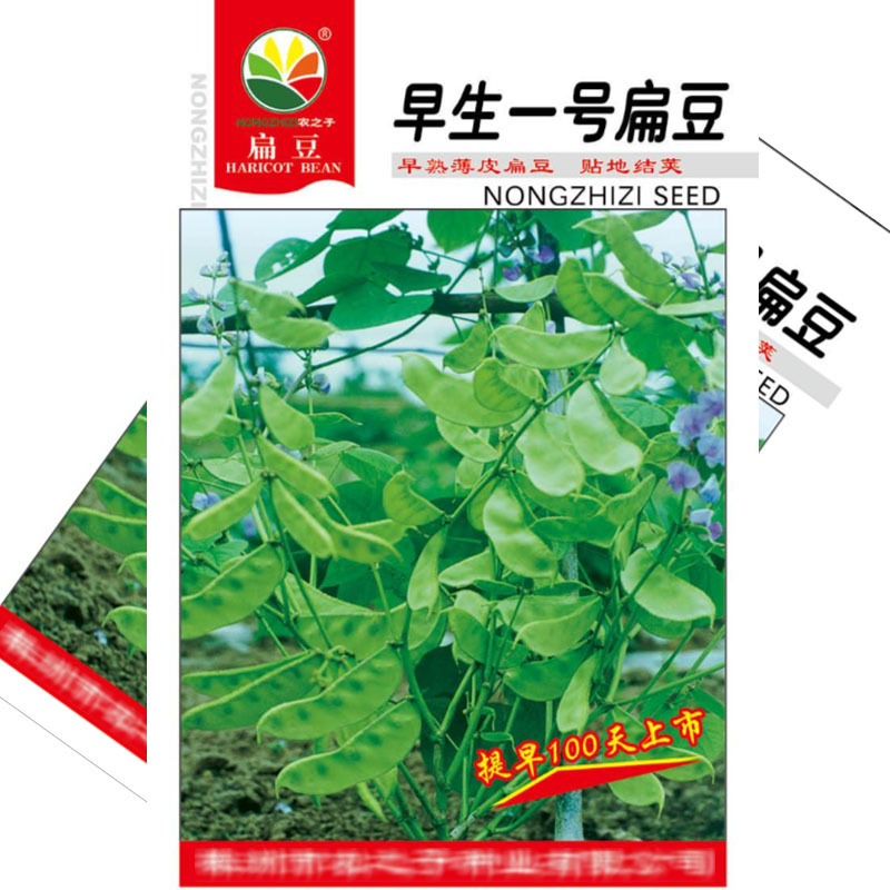 早生一号扁豆种子青眉豆耐热耐寒搭架爬藤豆角种子