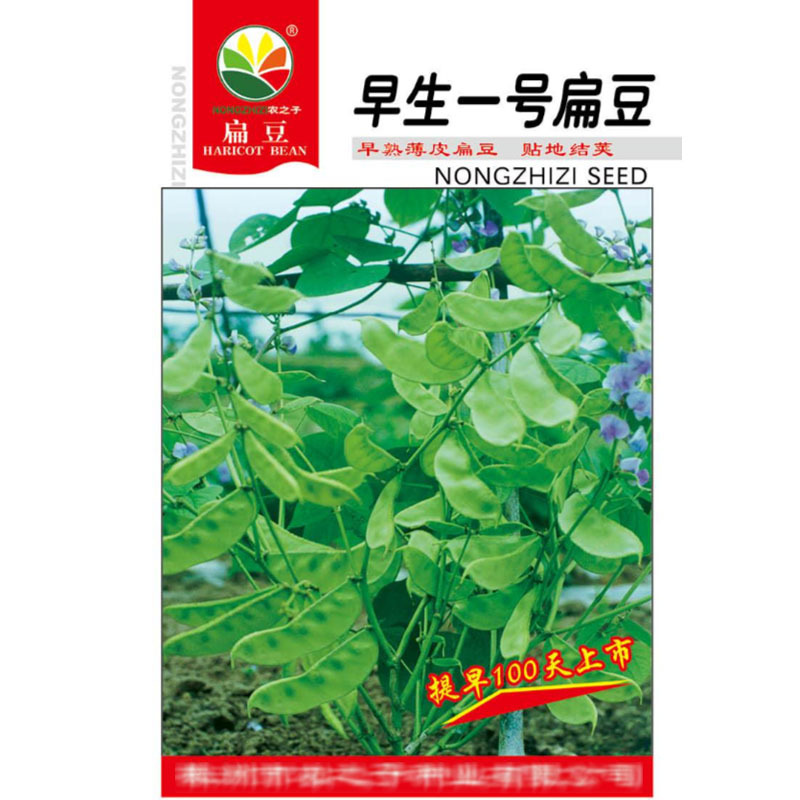 早生一号扁豆种子青眉豆耐热耐寒搭架爬藤豆角种子