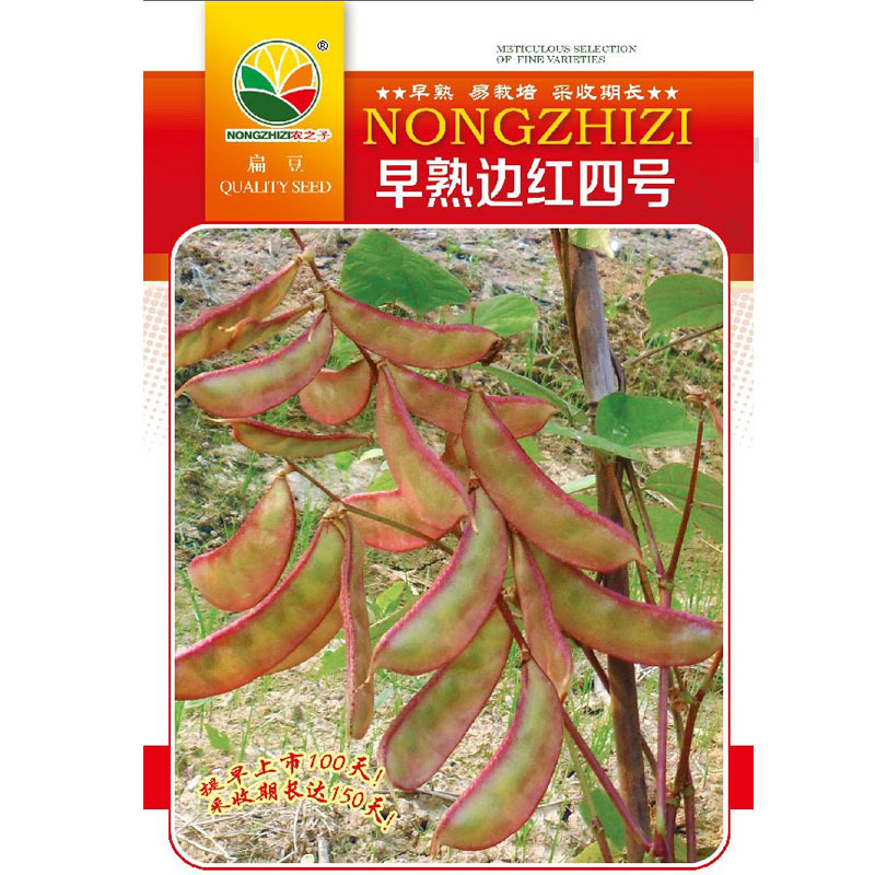 早熟边红四号扁豆种子花边紫眉豆易栽培采收期长四季可播