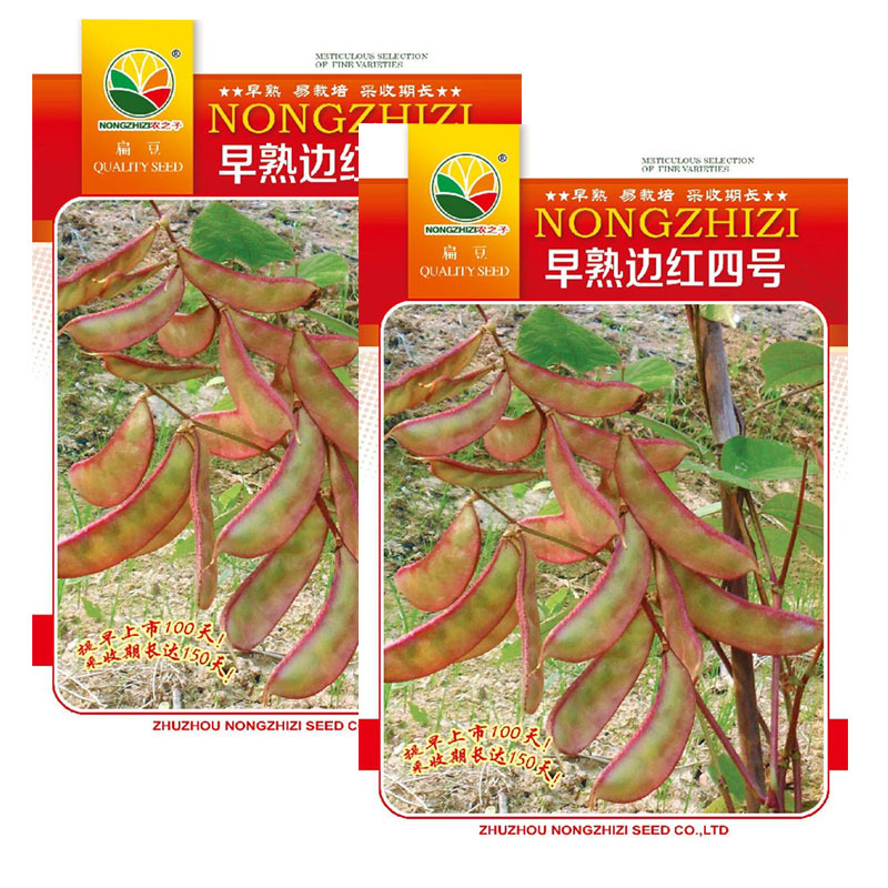 早熟边红四号扁豆种子花边紫眉豆易栽培采收期长四季可播