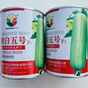 嫩白五号肉丝瓜种子20g中熟白丝瓜短棒形油亮绿白色