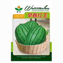 早春红玉下挂种子早熟礼品红肉西瓜皮薄耐裂抗病高产