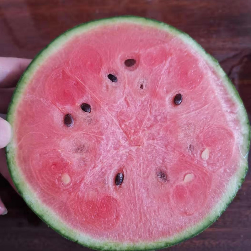 早春红玉下挂种子早熟礼品红肉西瓜皮薄耐裂抗病高产