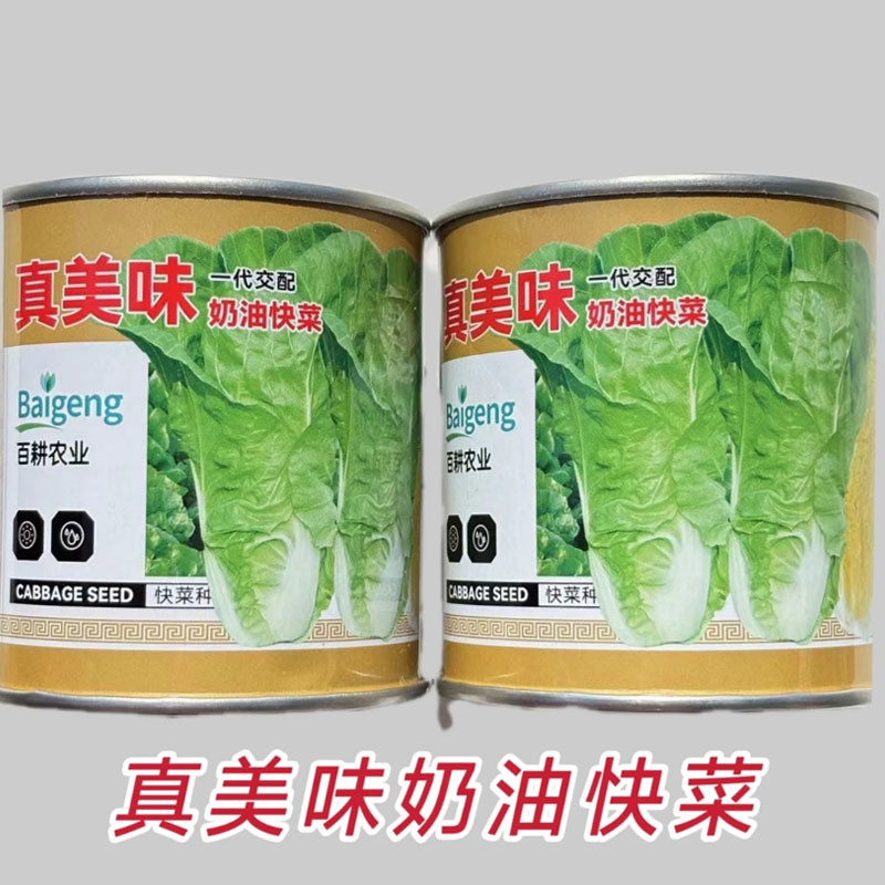 真美味奶油快菜种子四季鲜嫩阳台高产耐热耐寒25天速生小白