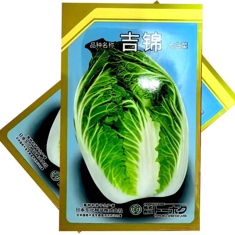 吉锦春大白菜种子10g早熟耐低温耐抽薹春白菜种子高产