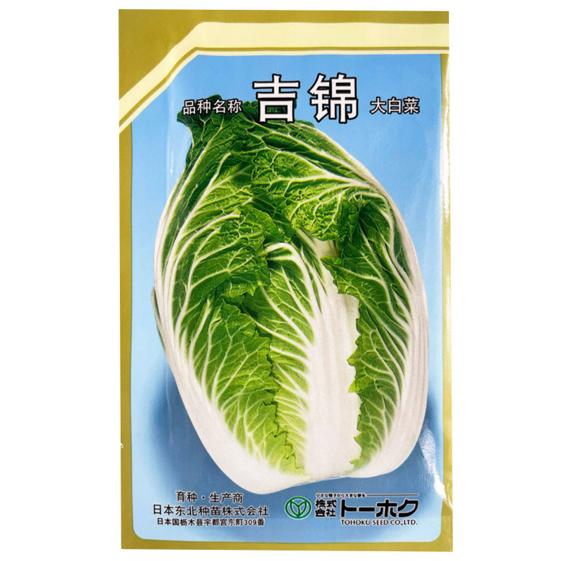 吉锦春大白菜种子10g早熟耐低温耐抽薹春白菜种子高产
