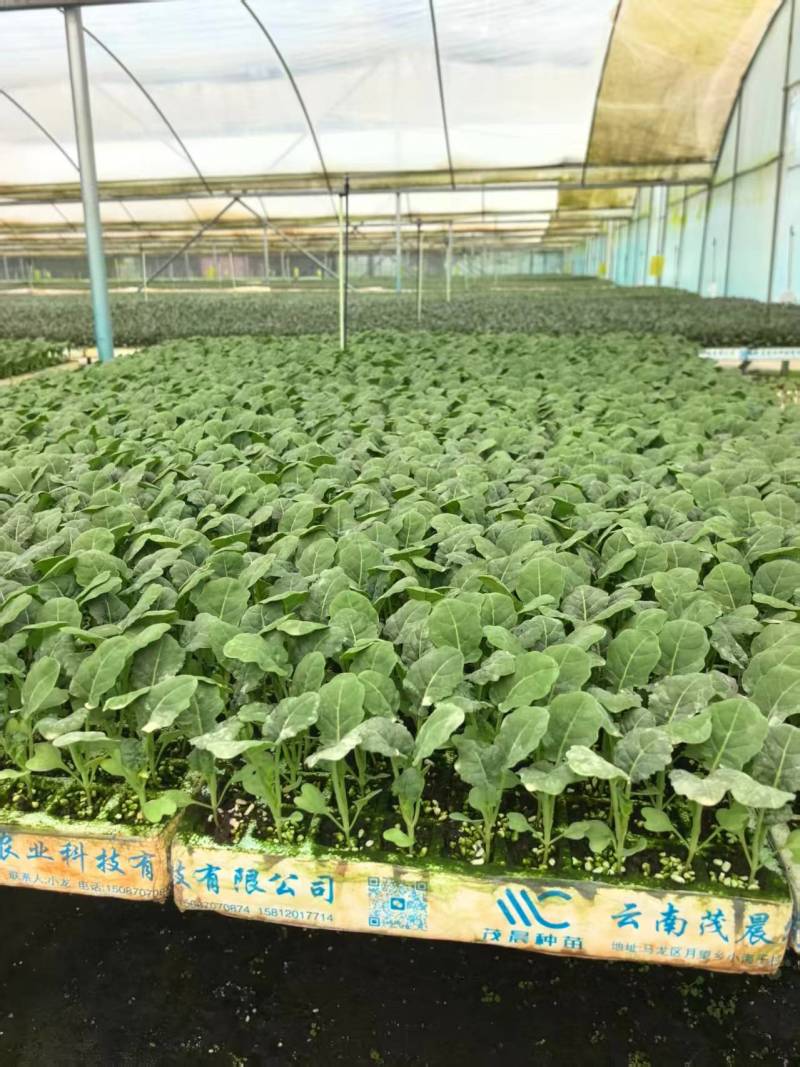 【精选】雅翠西兰花苗/云南基地直发/免费提供技术指导