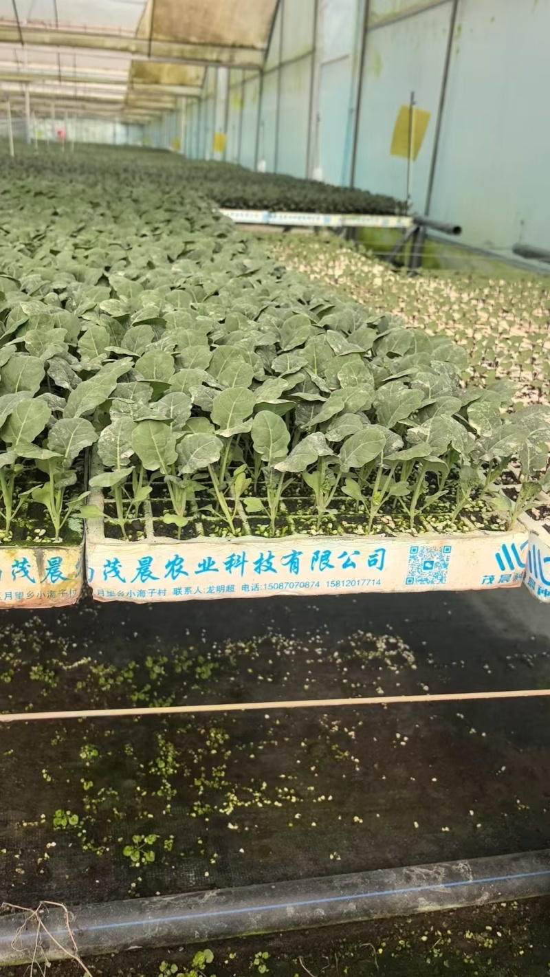 【精选】雅翠西兰花苗/云南基地直发/免费提供技术指导