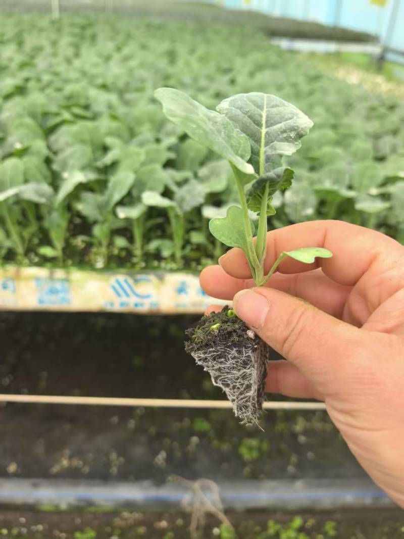 【精选】雅翠西兰花苗/云南基地直发/免费提供技术指导