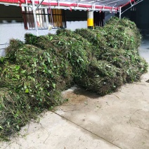 小叶三叶青紫藤大量供应产地直发价格优惠欢迎来电洽谈