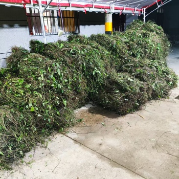 小叶三叶青紫藤大量供应产地直发价格优惠欢迎来电洽谈