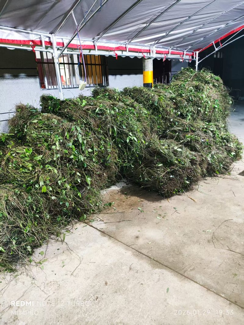 小叶三叶青紫藤大量供应产地直发价格优惠欢迎来电洽谈