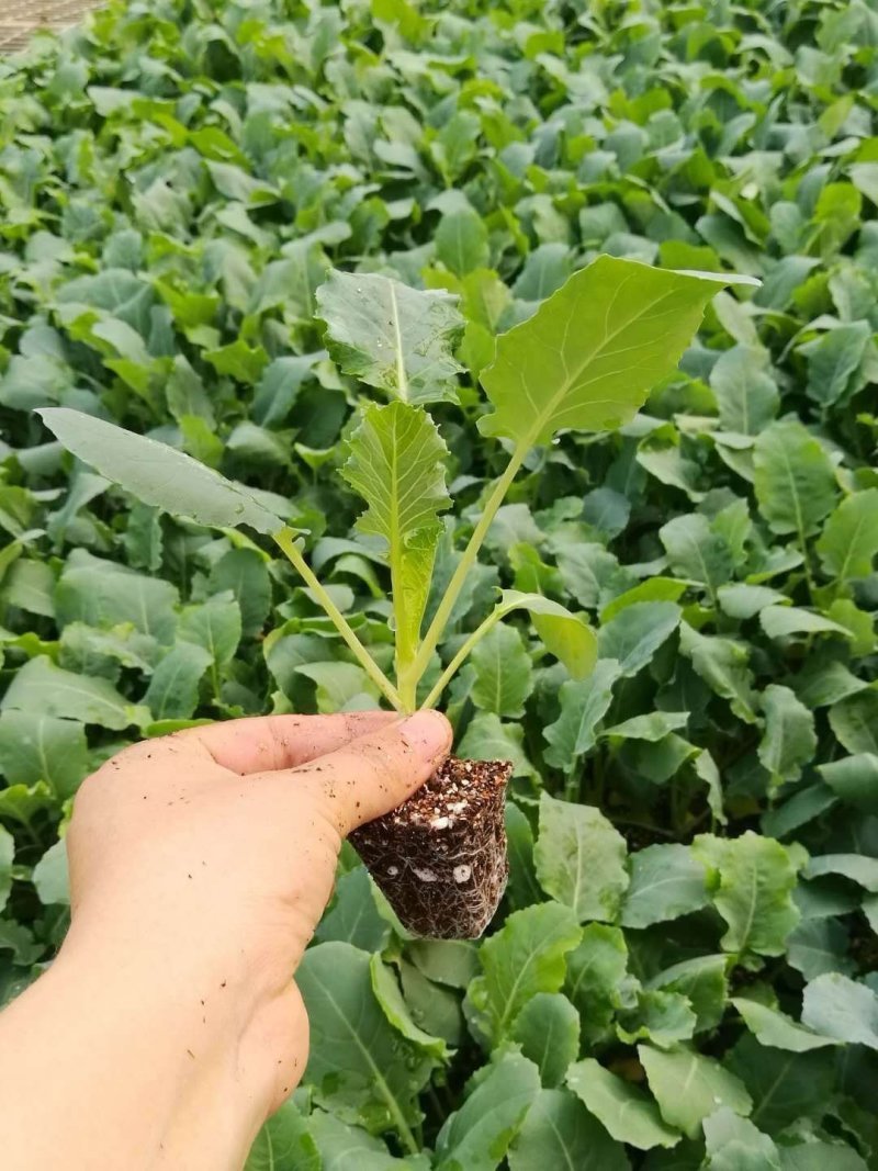 【精选】松花菜苗/云南基地直供/免费提供技术指导
