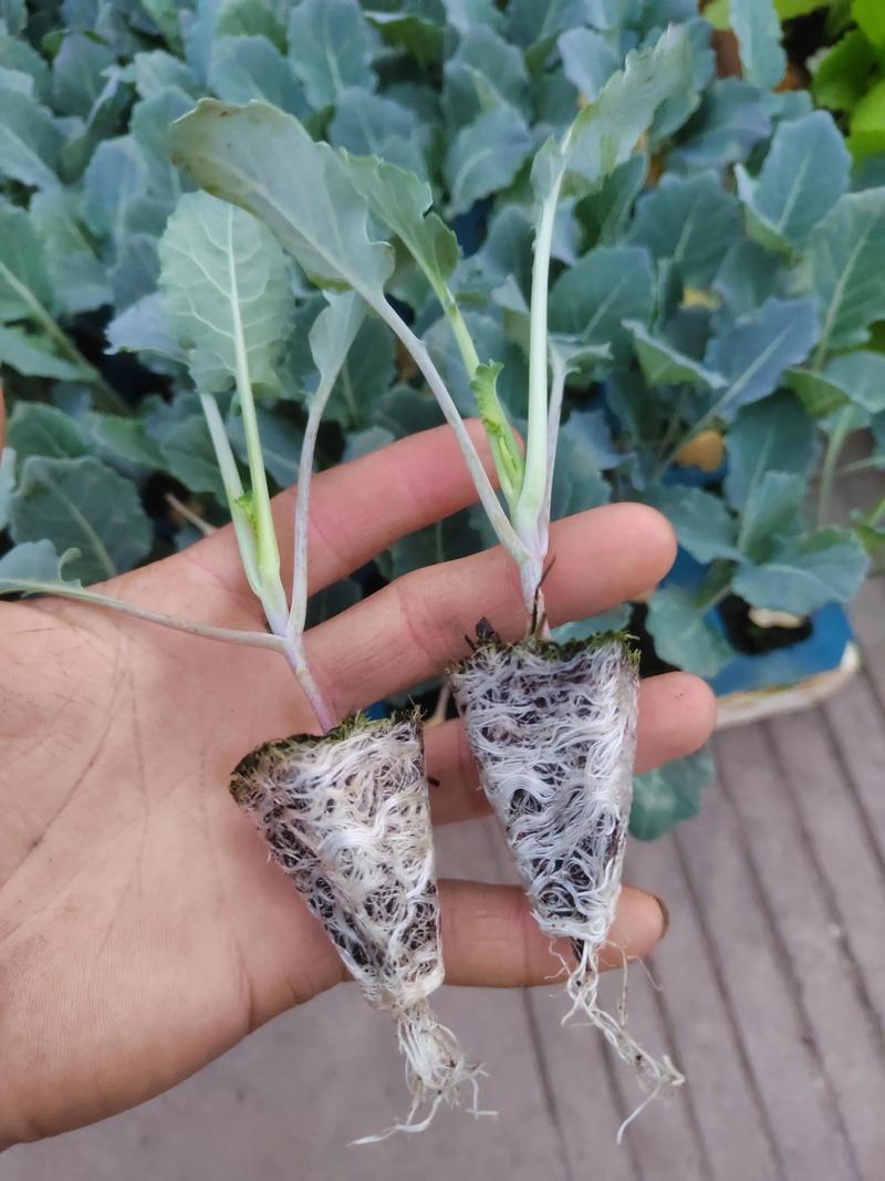【精选】美青西兰花苗/云南基地直发/免费提供技术指导