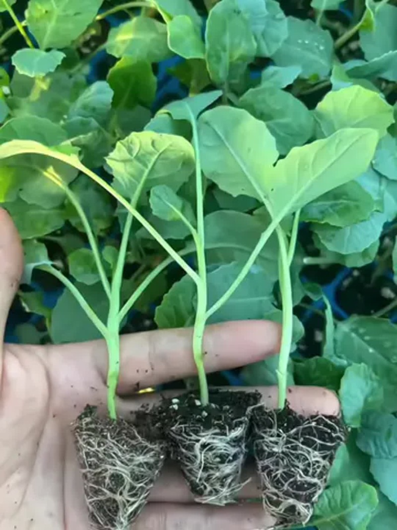 【精选】美青西兰花苗/云南基地直发/免费提供技术指导