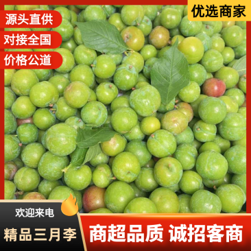 广东茂名钱排三华李三月李现货供应美团多多买菜全平台代发