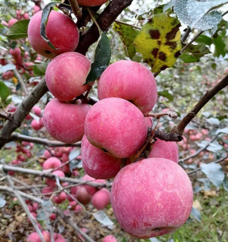 嫁接苹果树苗国光苹果苗南北方均可种植基地直销现挖发货