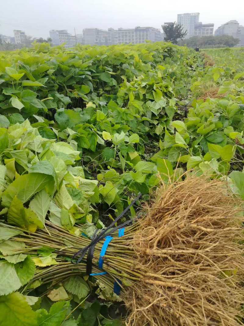 广西本地精品桑苗/一手货源/规格齐全/量大从优/产地直发