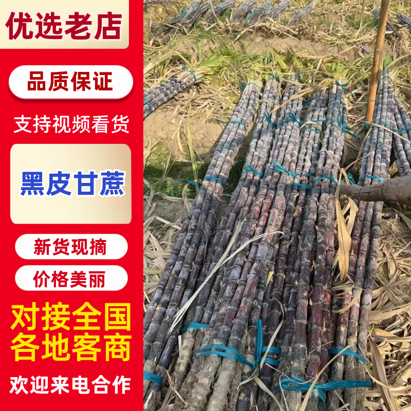 黄金甘蔗种苗