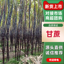 广东韶关市清远，黑皮甘蔗迎诚信经营，可视频看货，有回头车