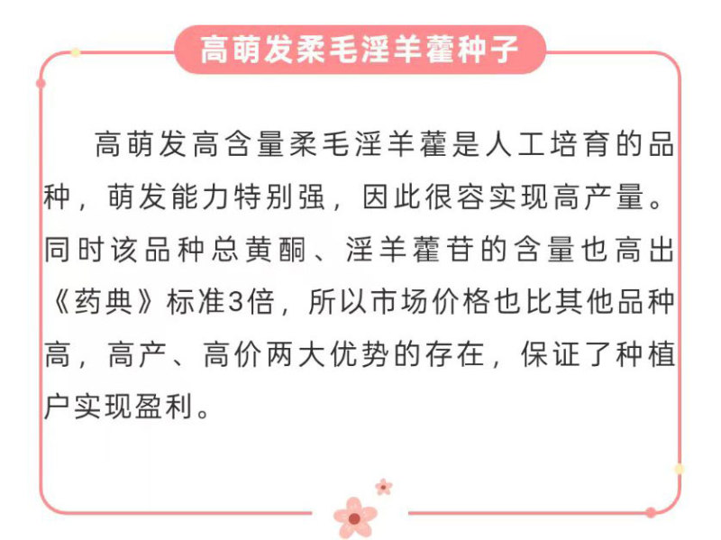 预售：高萌发柔毛淫羊藿种子，高含量柔毛淫羊藿催芽种子