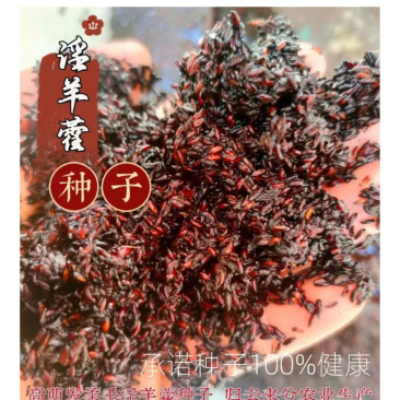 预售：高萌发柔毛淫羊藿种子，高含量柔毛淫羊藿催芽种子