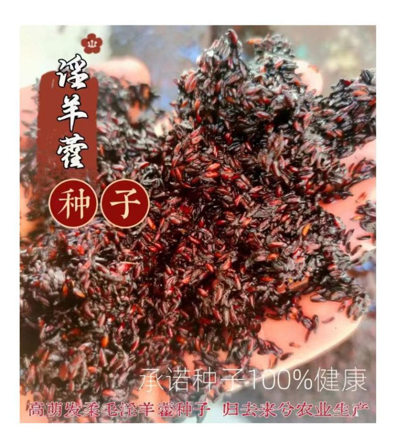 预售：高萌发柔毛淫羊藿种子，高含量柔毛淫羊藿催芽种子
