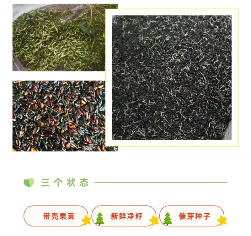 预售：高萌发柔毛淫羊藿种子，高含量柔毛淫羊藿催芽种子