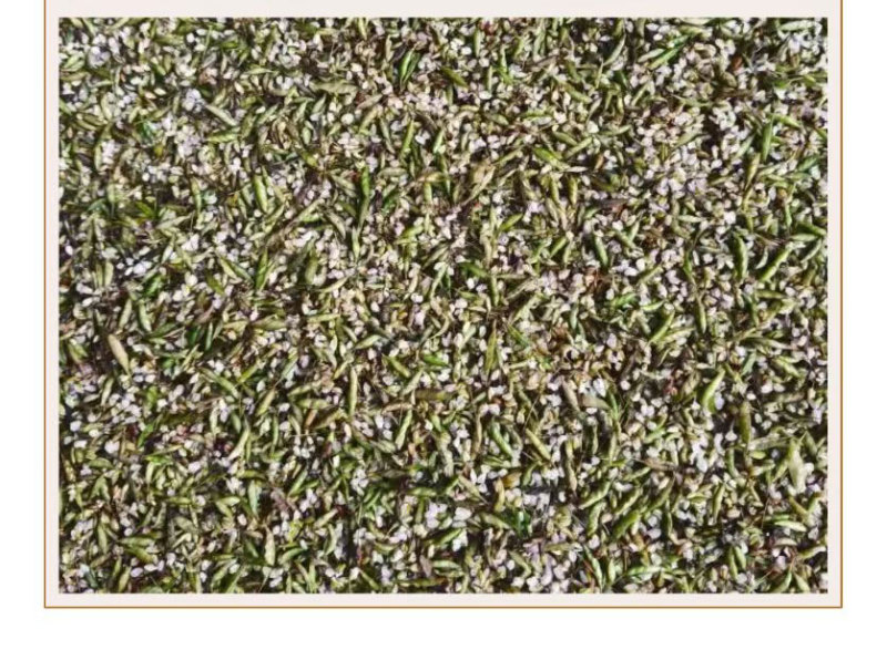 预售：高萌发柔毛淫羊藿种子，高含量柔毛淫羊藿催芽种子