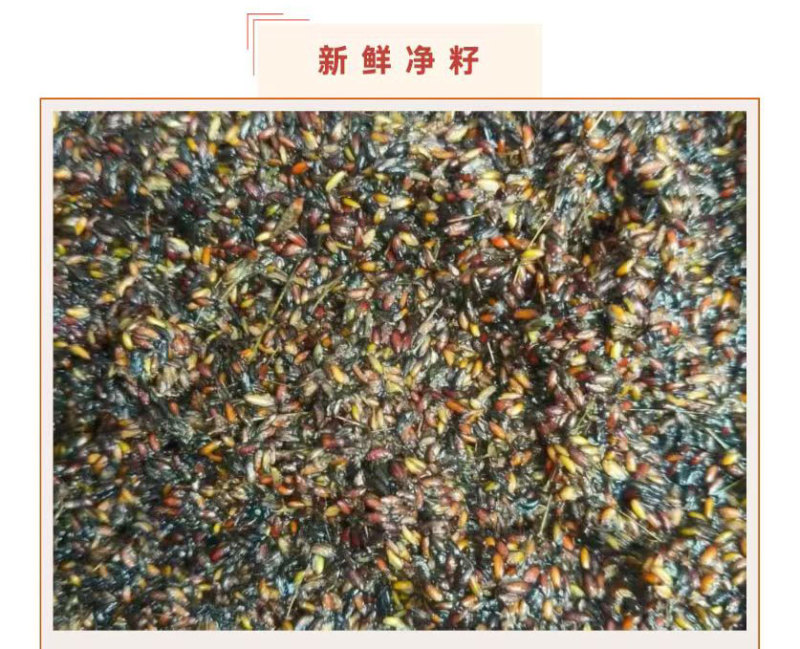 预售：高萌发柔毛淫羊藿种子，高含量柔毛淫羊藿催芽种子