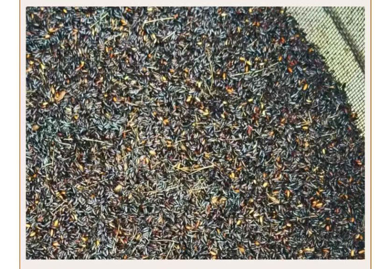预售：高萌发柔毛淫羊藿种子，高含量柔毛淫羊藿催芽种子