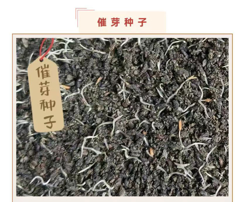 预售：高萌发柔毛淫羊藿种子，高含量柔毛淫羊藿催芽种子