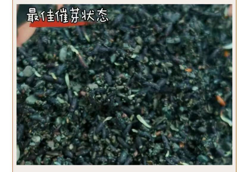 预售：高萌发柔毛淫羊藿种子，高含量柔毛淫羊藿催芽种子