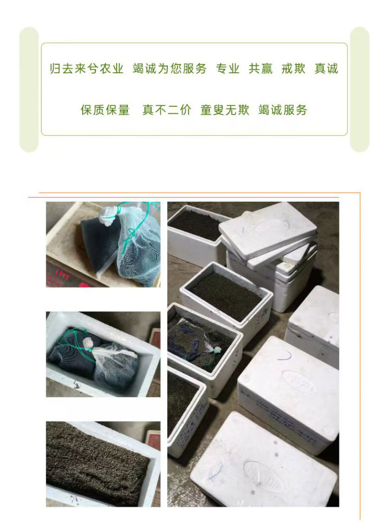 预售：高萌发柔毛淫羊藿种子，高含量柔毛淫羊藿催芽种子