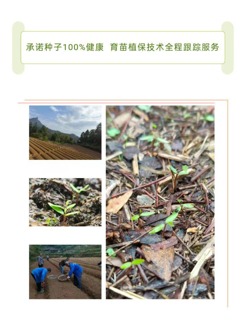 预售：高萌发柔毛淫羊藿种子，高含量柔毛淫羊藿催芽种子
