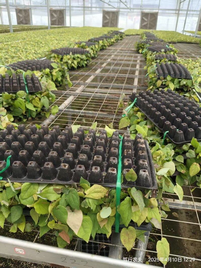 高萌发高含量柔毛淫羊藿种苗70株起售