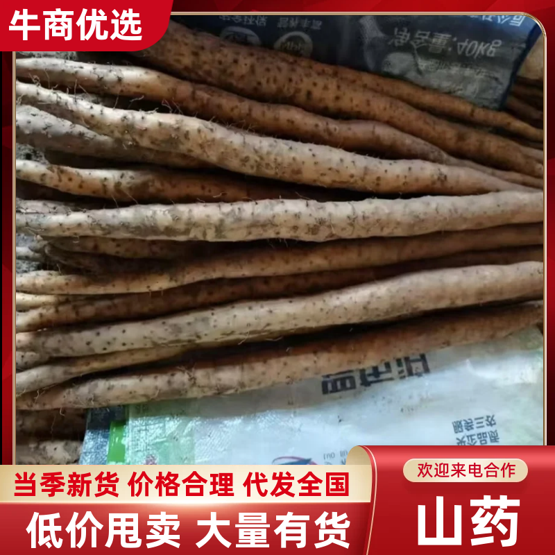 山药品质保证服务周到产地直销价格美丽欢迎咨询