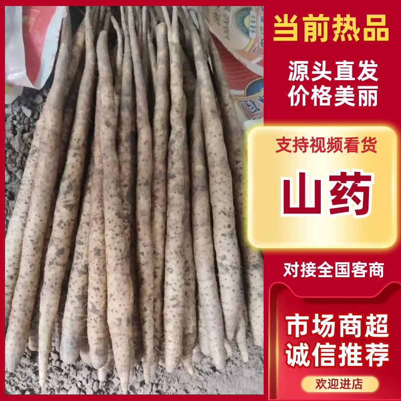 山东邹平长山细毛山药品质保证服务周到产地直销价格美丽