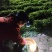 小叶三叶青紫藤大量供应产地直发价格优惠欢迎来电洽谈