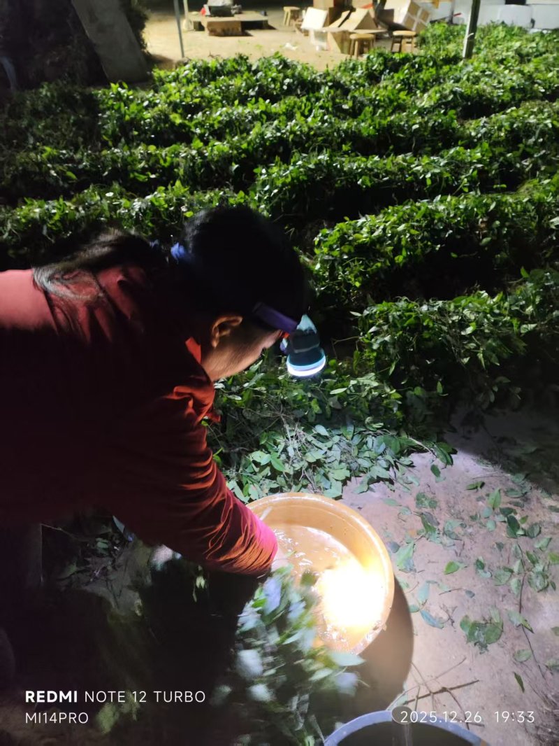 小叶三叶青紫藤大量供应产地直发价格优惠欢迎来电洽谈