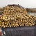 莲藕花奇莲大量有货可供应到五月份真空包装可根据需求定制