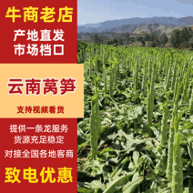 云南大理宾川县莴笋青皮青叶青肉货源产地直发