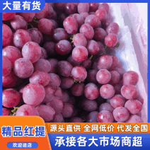 【实力红提葡萄】云南精品优质红提，货源充足，专业代办。