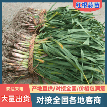 【精品】东台优质红根大蒜苗源头基地直供全国发货
