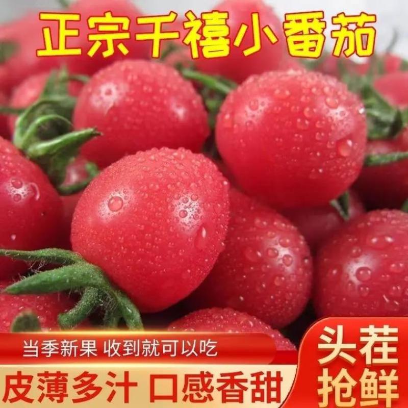 千禧圣女果产地大量上市口感番茄承接电商市场商超