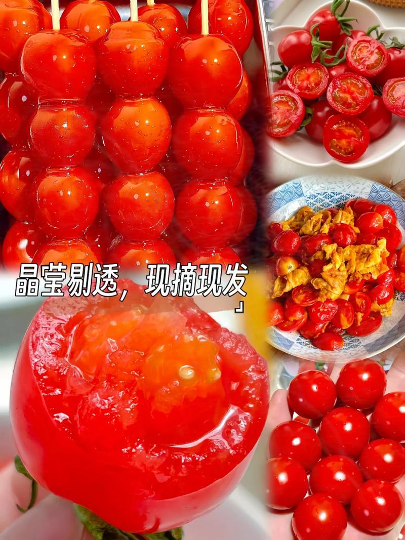 千禧圣女果产地大量上市口感番茄承接电商市场商超