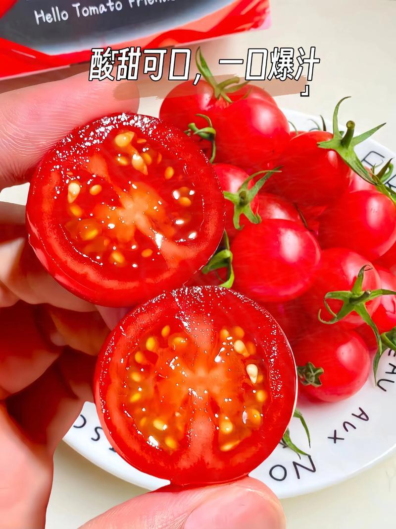 千禧圣女果产地大量上市口感番茄承接电商市场商超